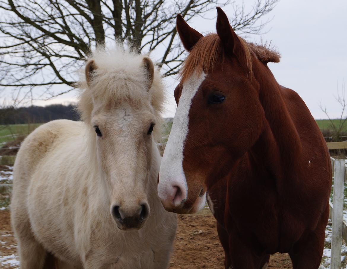 Pinto Whiskey In The Jar billede 13