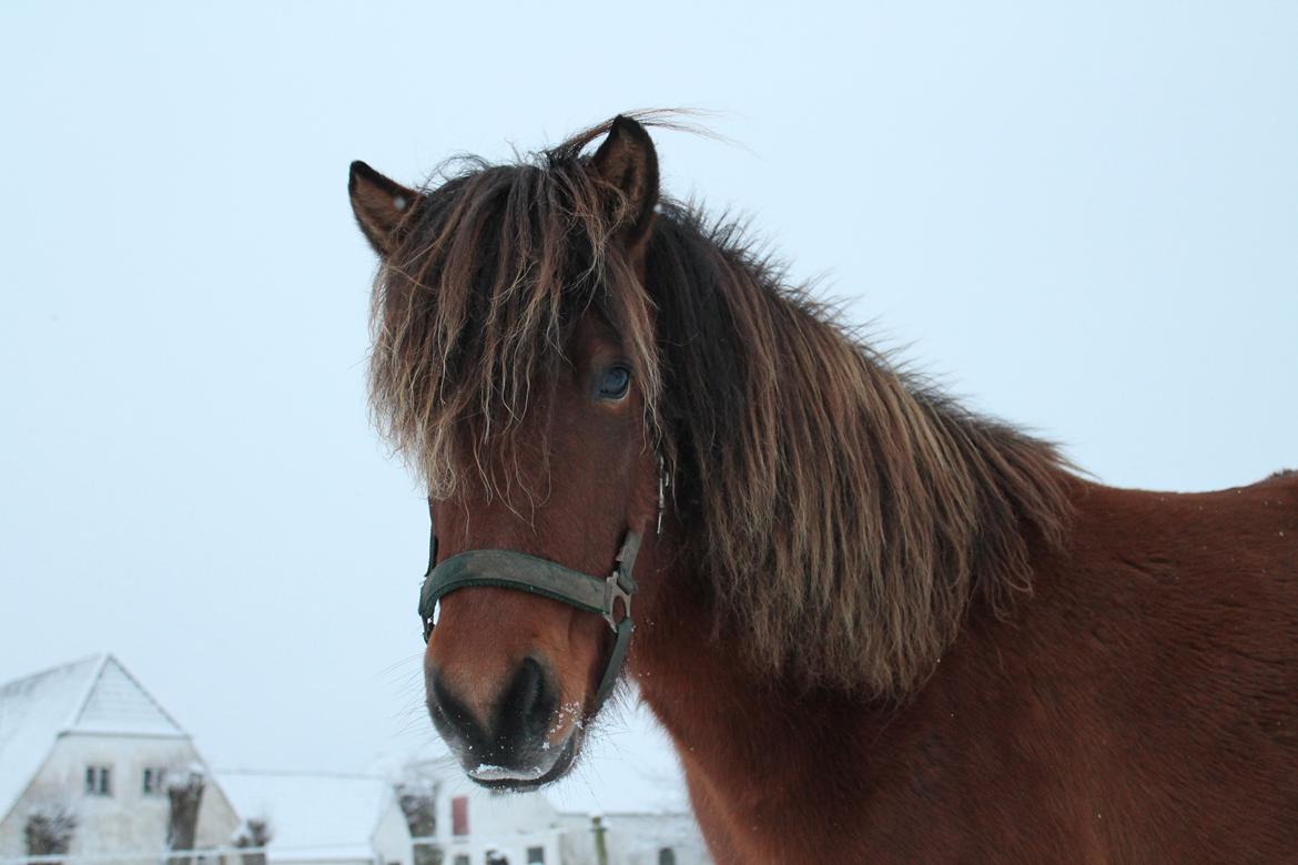 Islænder Loki fra Gjesbækgård billede 2