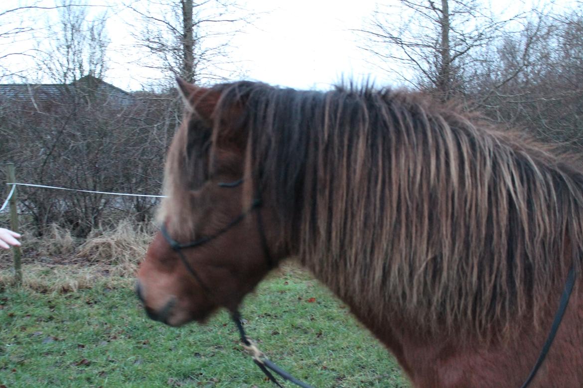 Islænder Loki fra Gjesbækgård billede 17