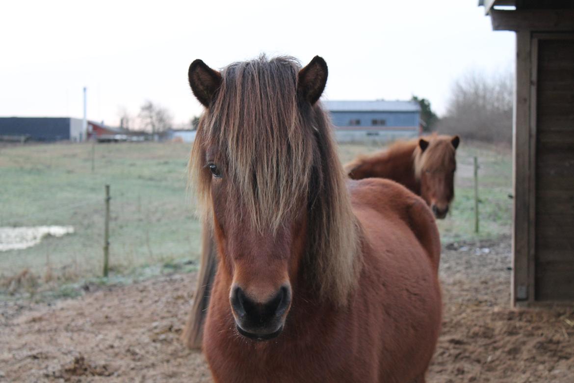 Islænder Loki fra Gjesbækgård billede 18