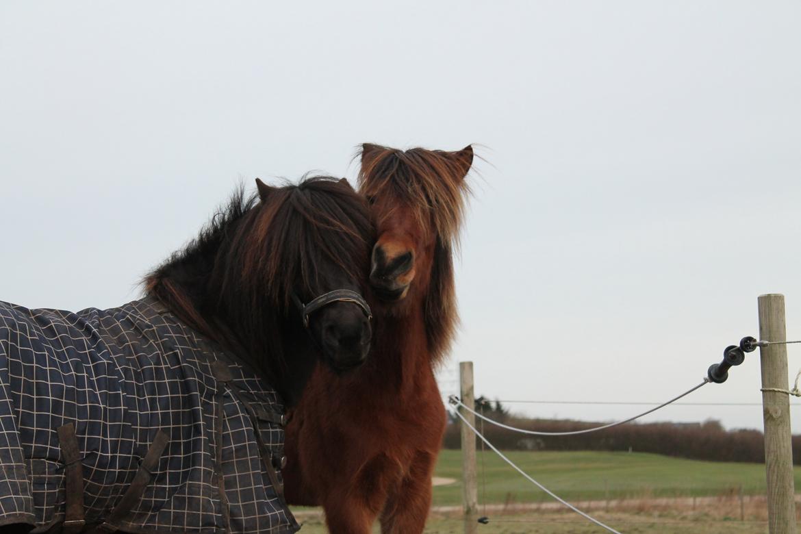 Islænder Loki fra Gjesbækgård billede 19