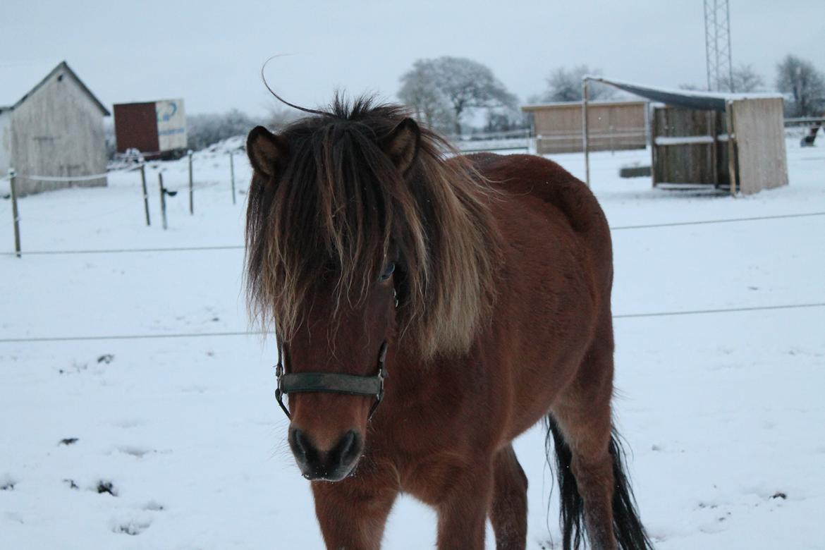 Islænder Loki fra Gjesbækgård billede 20