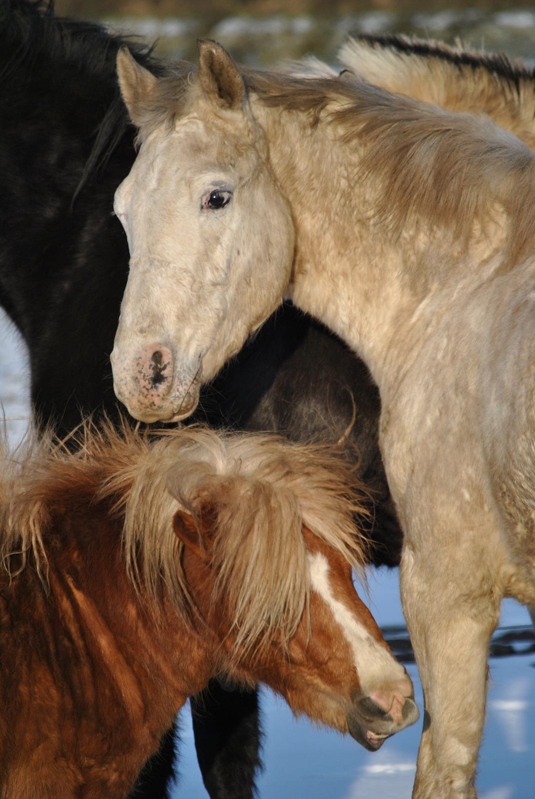 Knabstrupper Makur :-)(solgt) billede 17