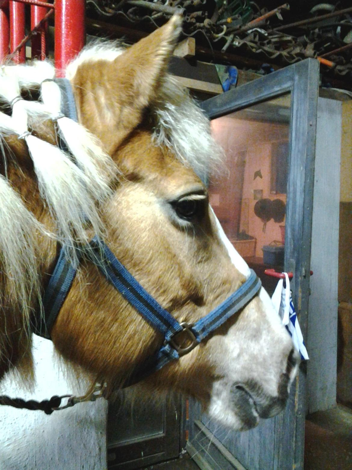 Haflinger Stald Gammel Lys' Ayla - Ayla´s smukke hoved :)  billede 4