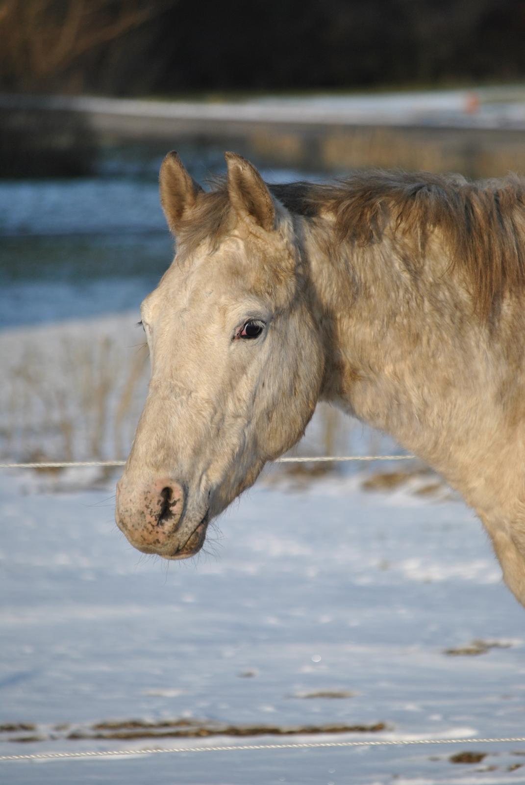 Knabstrupper Makur :-)(solgt) billede 4