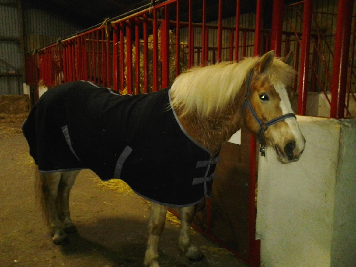 Haflinger Stald Gammel Lys' Ayla - Ayla med sit fleece tæppe på, fordi hun svedte meget efter ridetur :)   billede 15