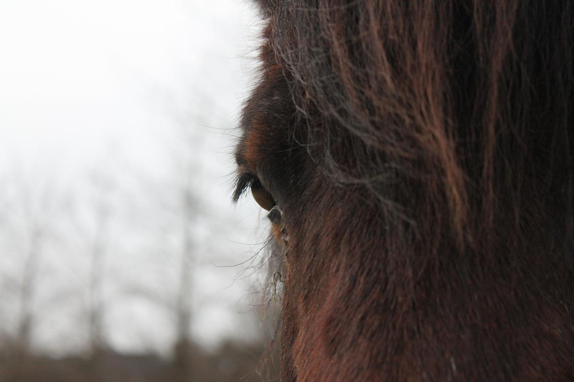 Islænder Múska fra Olesminde billede 18