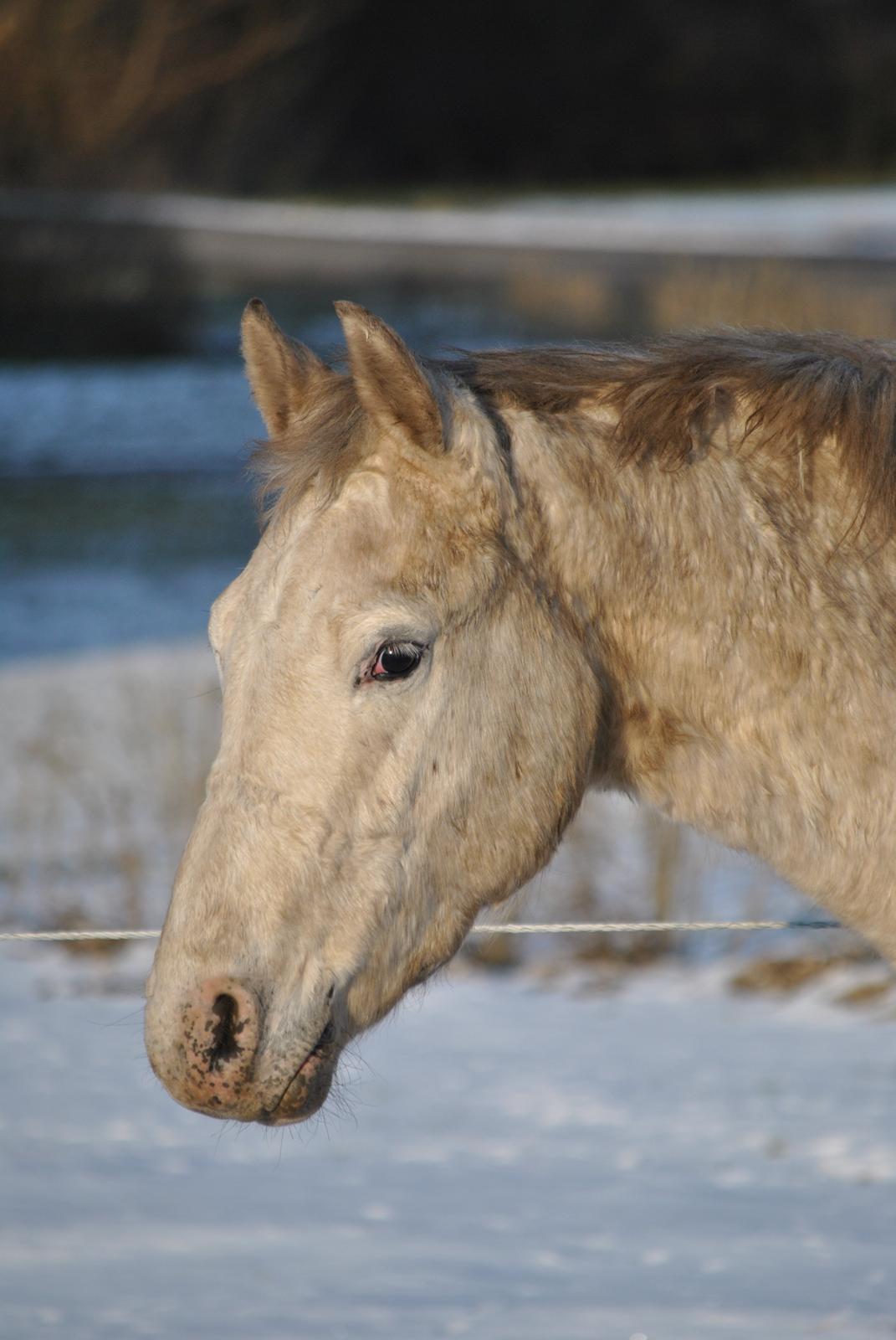 Knabstrupper Makur :-)(solgt) billede 10