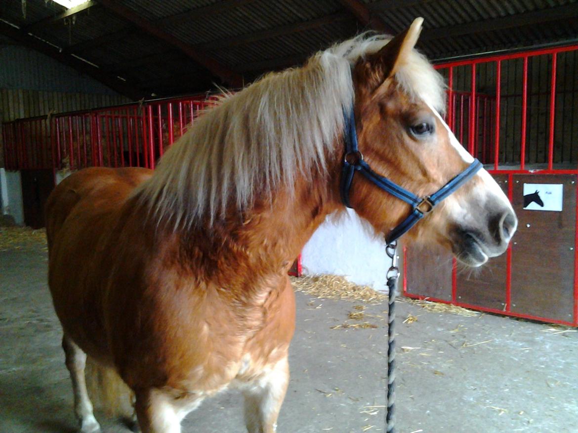 Haflinger Stald Gammel Lys' Ayla - Gik lidt rundt med hende inde i stalden :)  billede 16