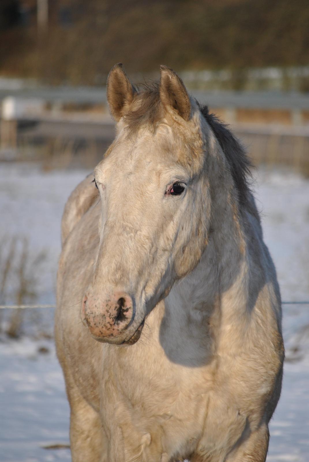 Knabstrupper Makur :-)(solgt) billede 18