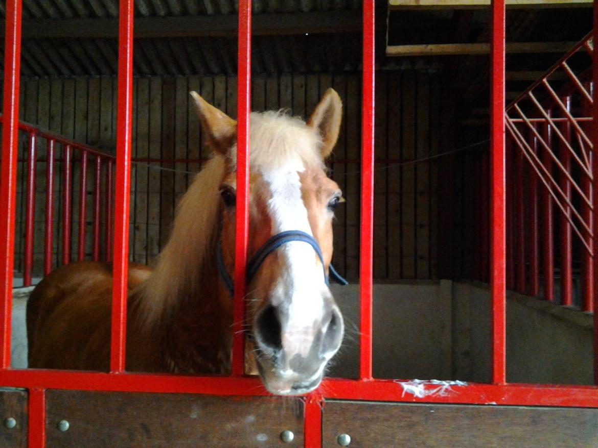 Haflinger Stald Gammel Lys' Ayla - Søøøde Ayla :)  billede 17