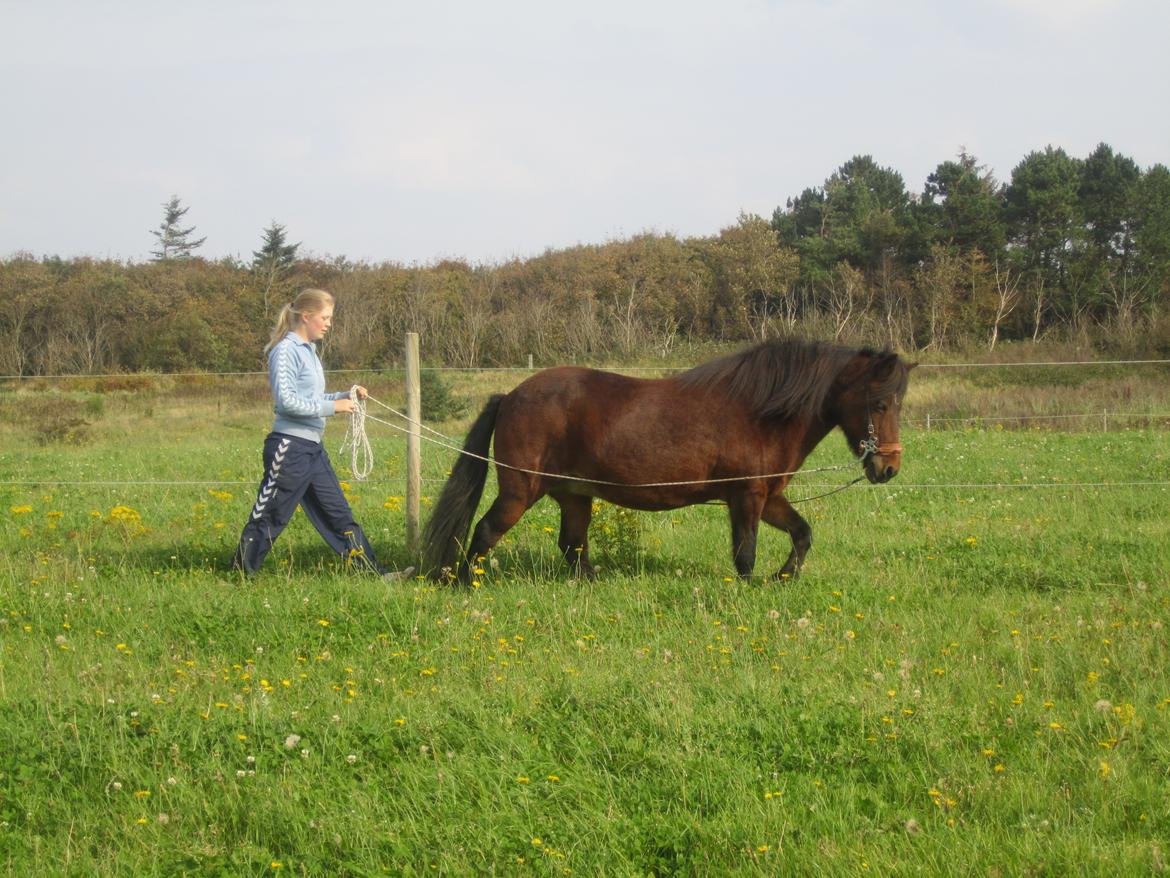 Islænder Múska fra Olesminde billede 5