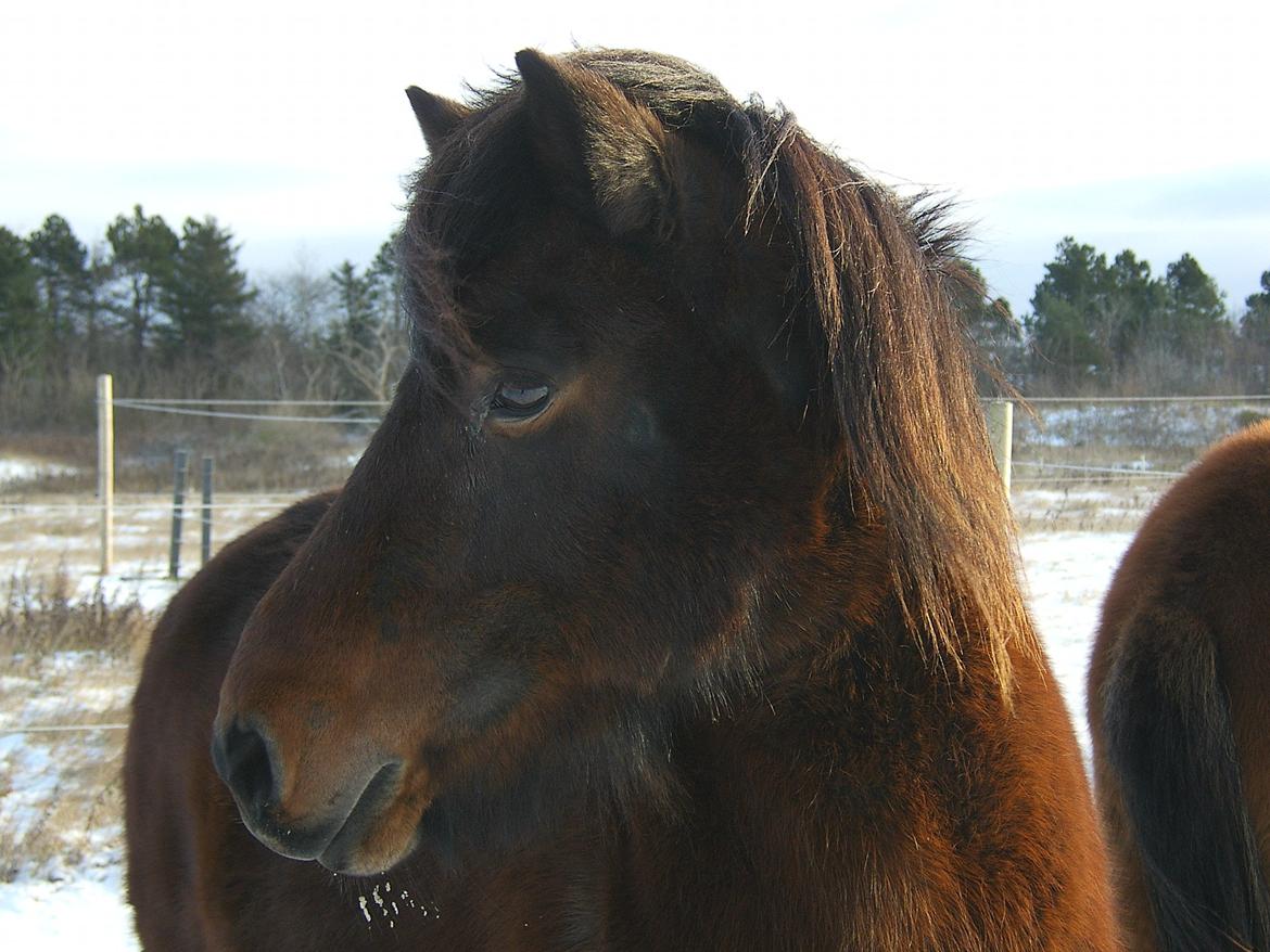 Islænder Múska fra Olesminde billede 19