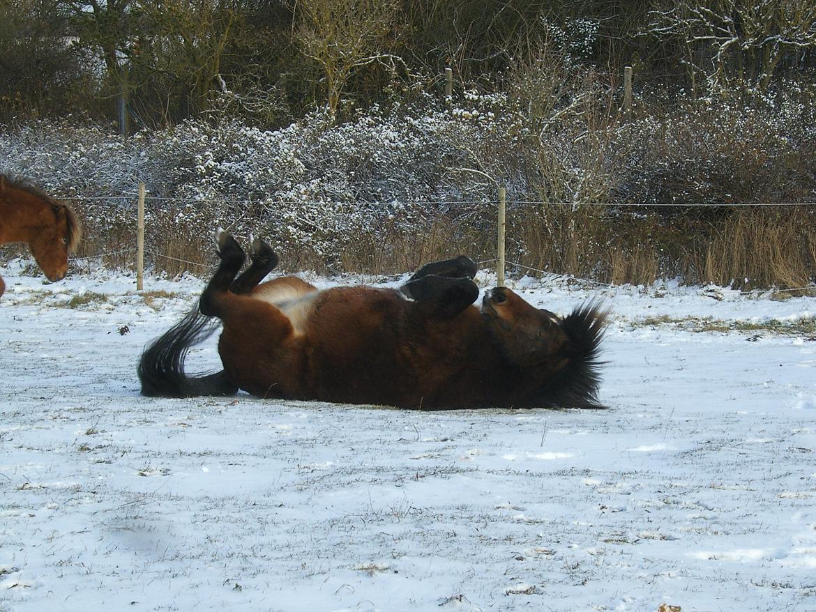 Islænder Múska fra Olesminde billede 20