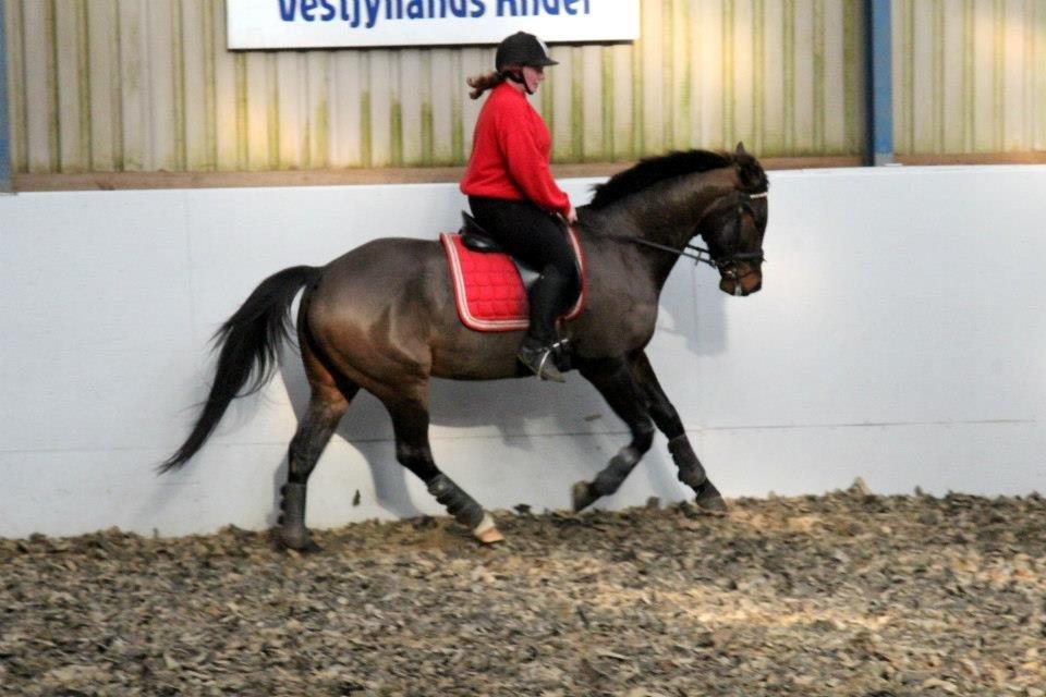 Anden særlig race Himmelhest Nightwish *DRØMMEHESTEN* - TAGET AF CHS PHOTO d.11-2-13 billede 3