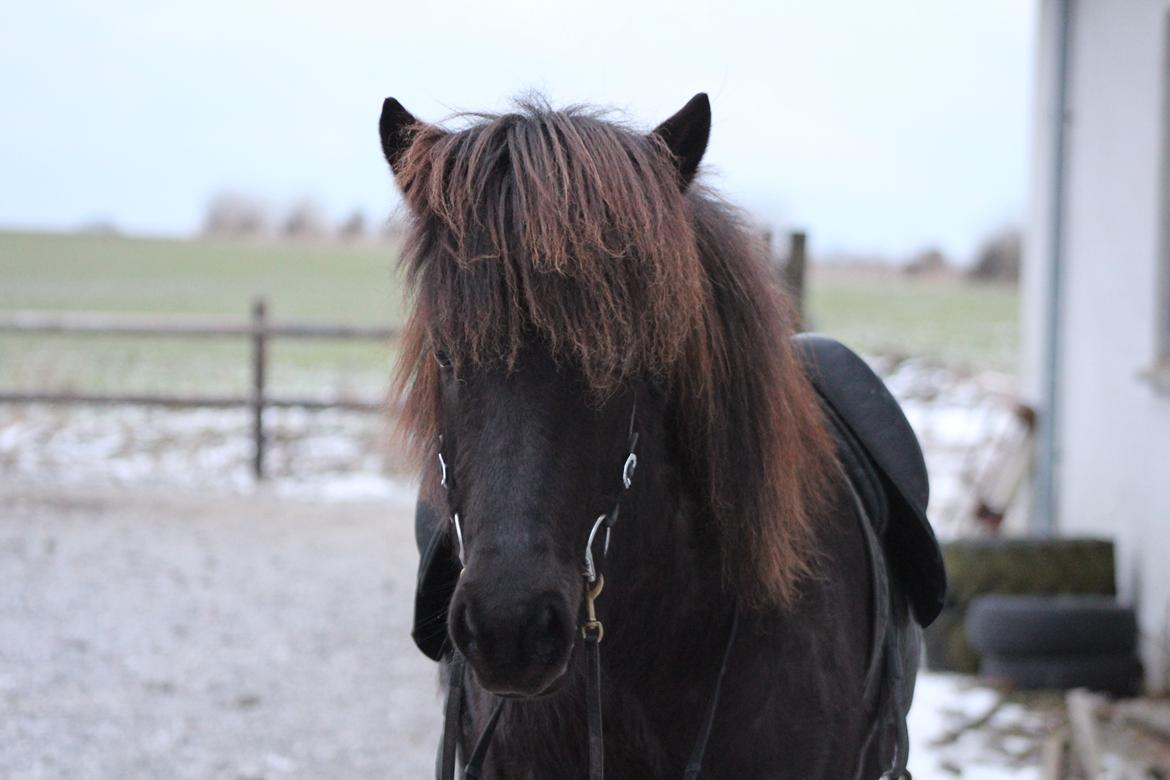 Islænder Framtið tindsgarði billede 4
