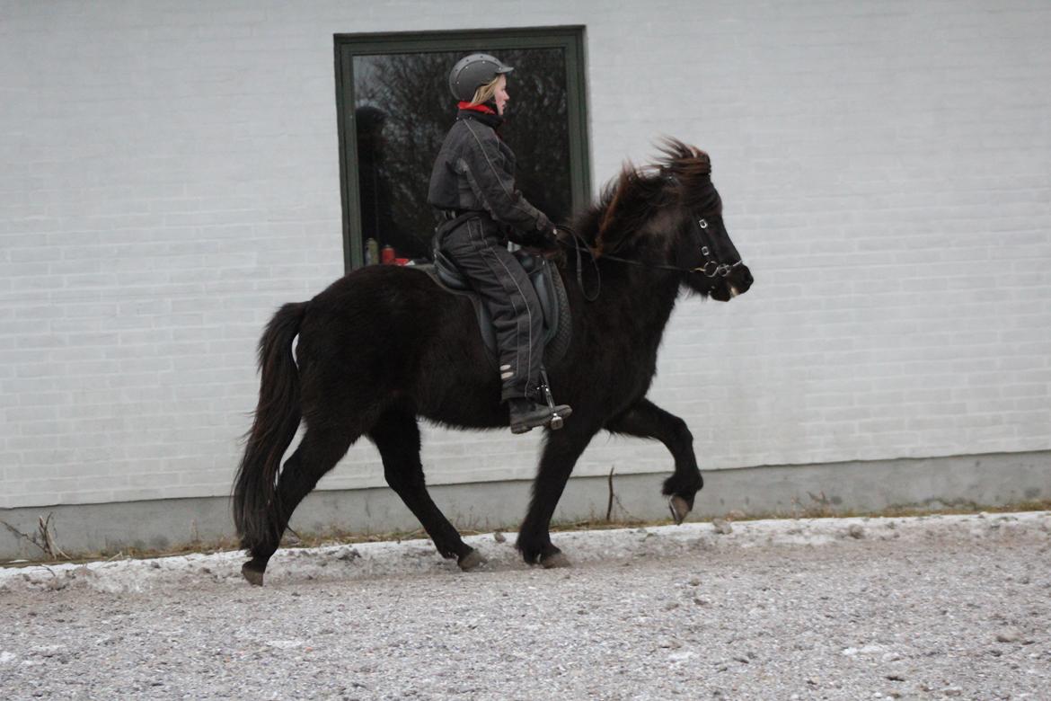 Islænder Framtið tindsgarði billede 6