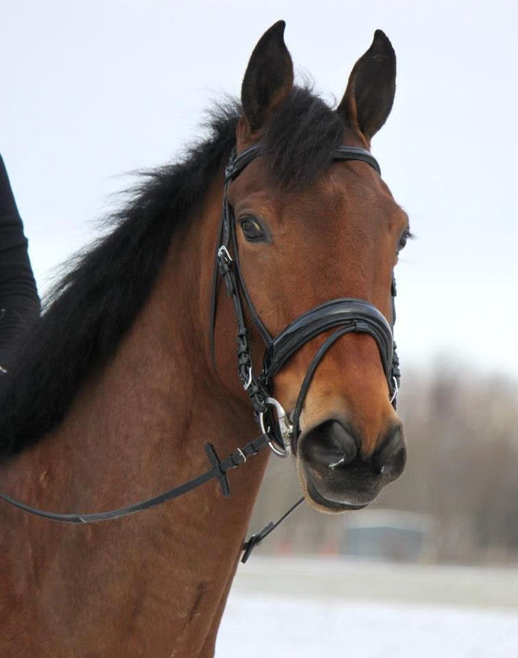 Dansk Varmblod • ALVARO • - Taget af: Nanna Busk. billede 9