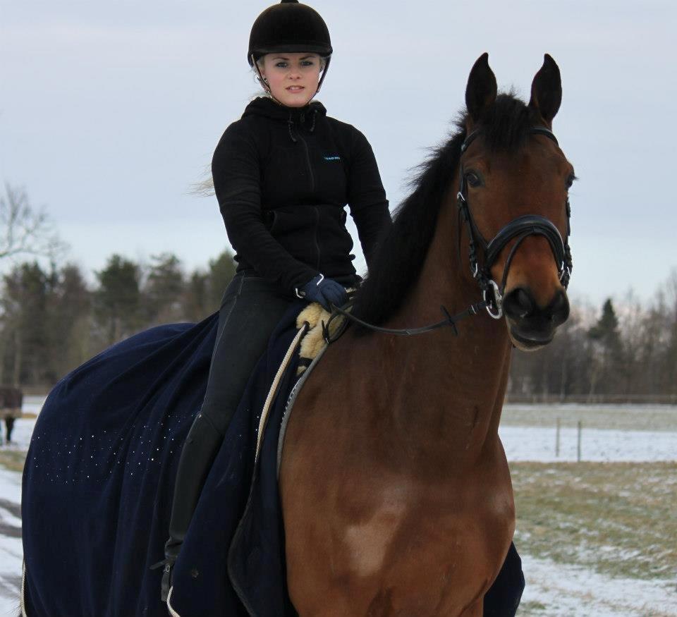 Dansk Varmblod • ALVARO • - Taget af: Nanna Busk. billede 19