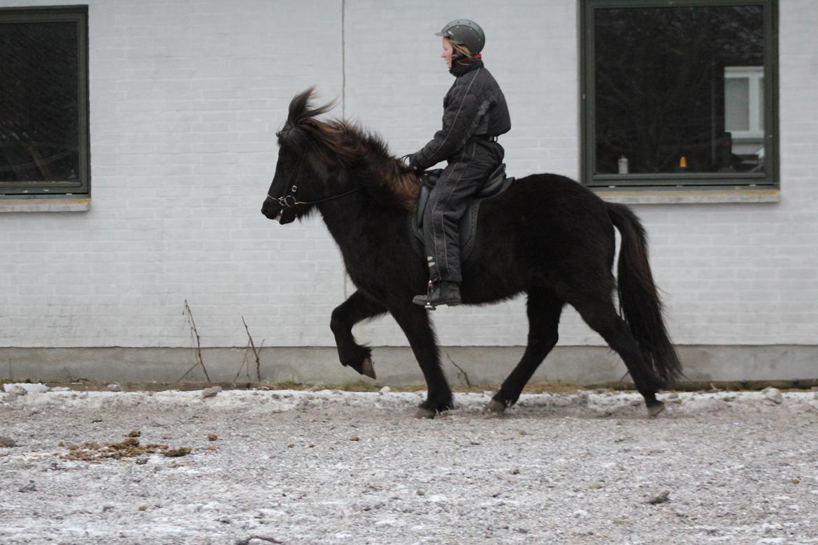 Islænder Framtið tindsgarði billede 7