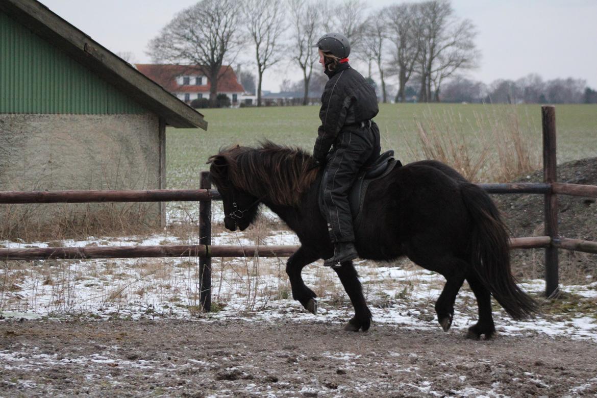 Islænder Framtið tindsgarði billede 8