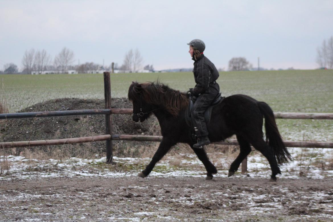 Islænder Framtið tindsgarði billede 9