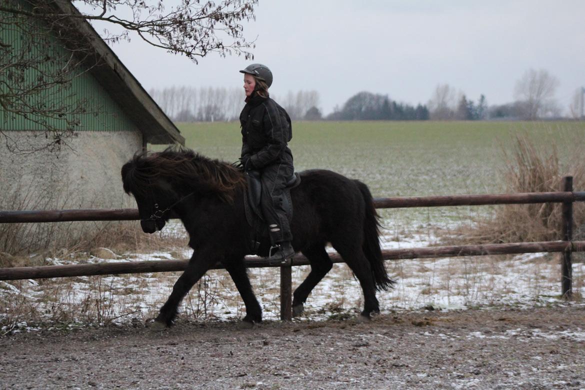Islænder Framtið tindsgarði billede 10