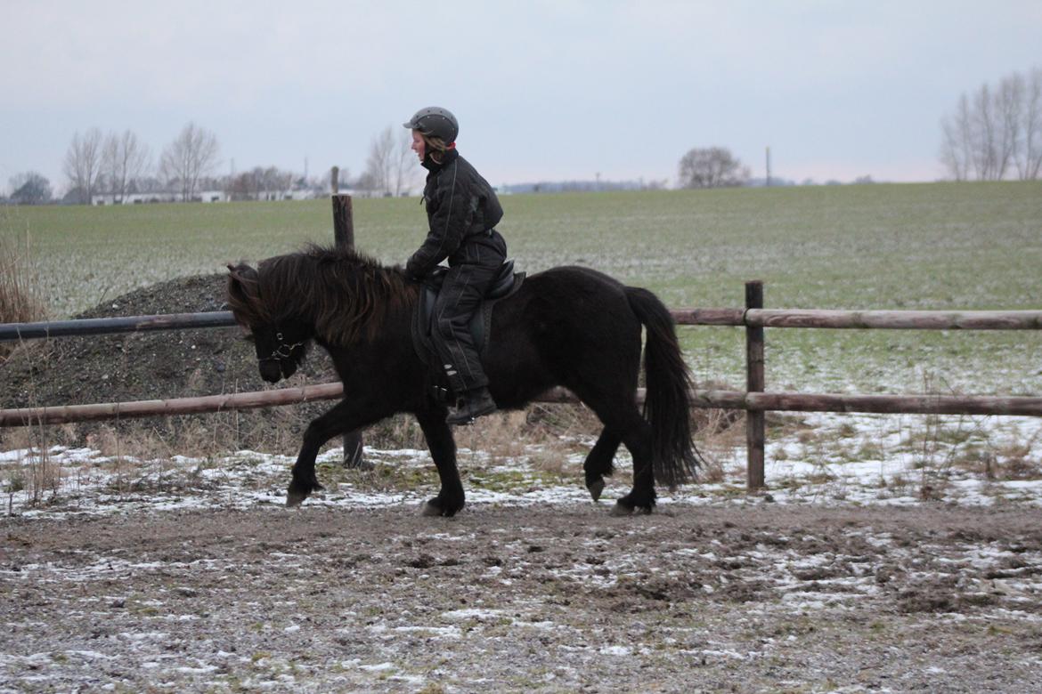 Islænder Framtið tindsgarði billede 11