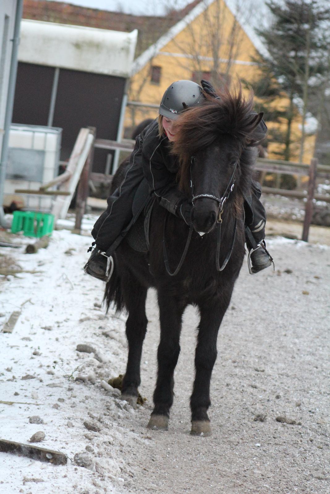Islænder Framtið tindsgarði billede 12