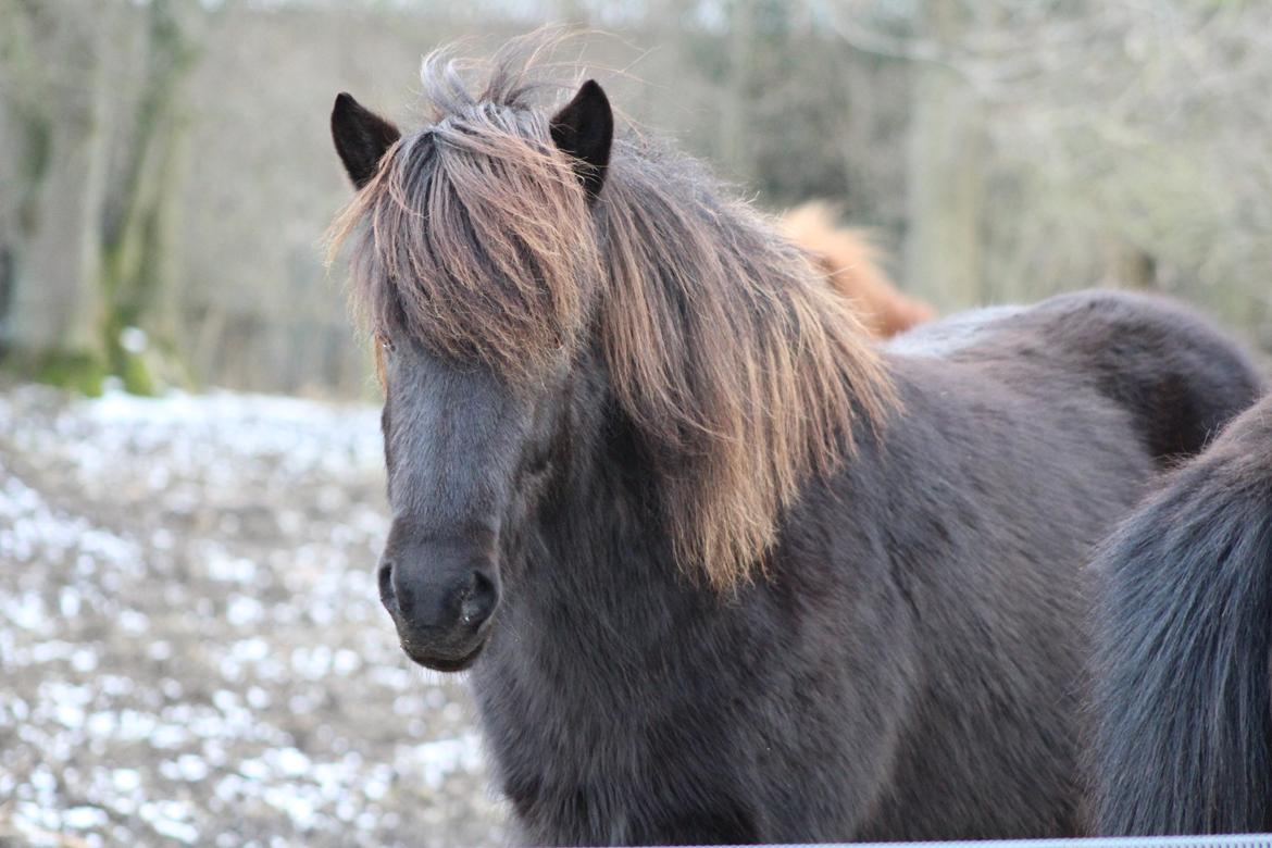 Islænder Framtið tindsgarði billede 14