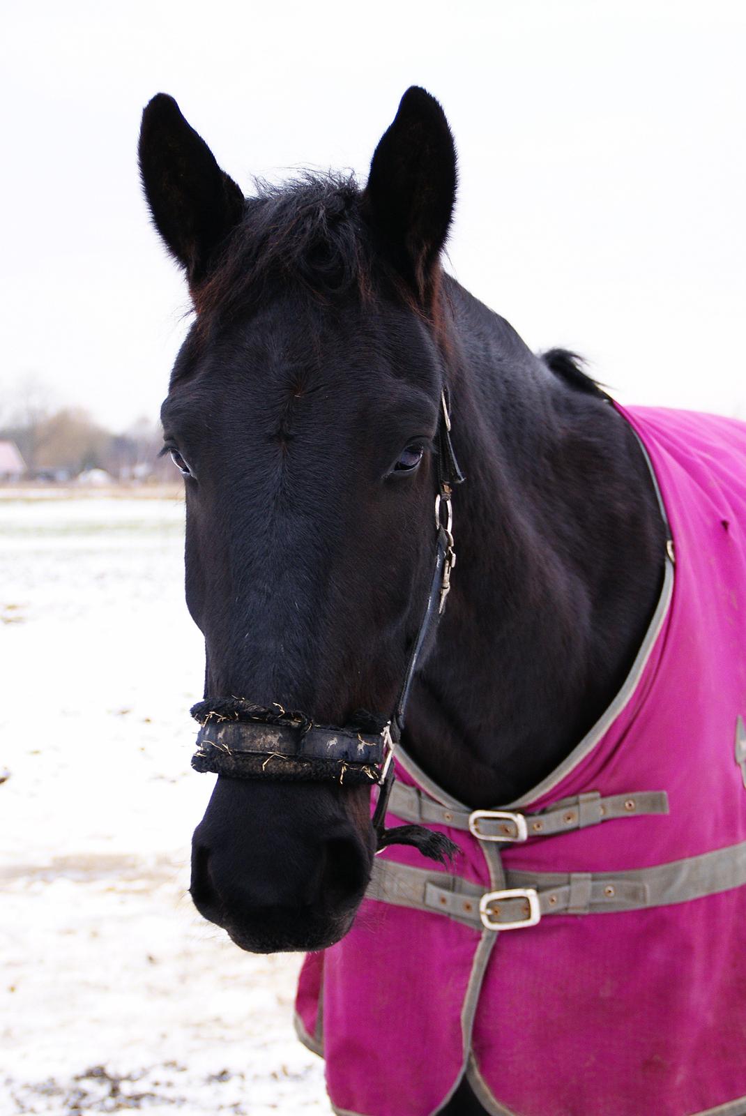 Oldenborg » Baxter - 2013. Min skat på fold med mig som fotograf - igen. :p ♥ billede 12