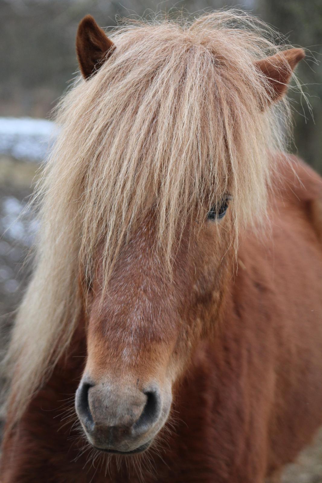 Islænder Halli langtved billede 2