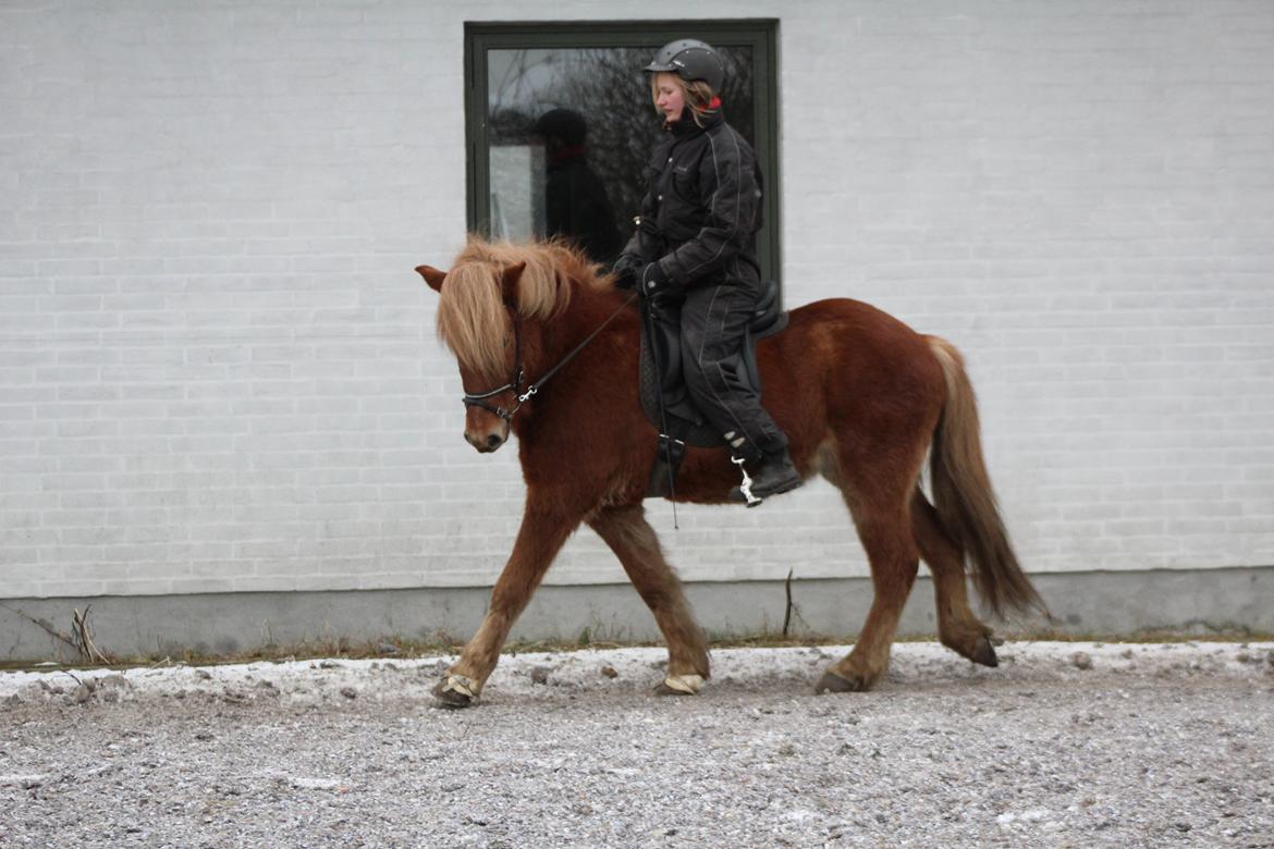 Islænder Halli langtved billede 3