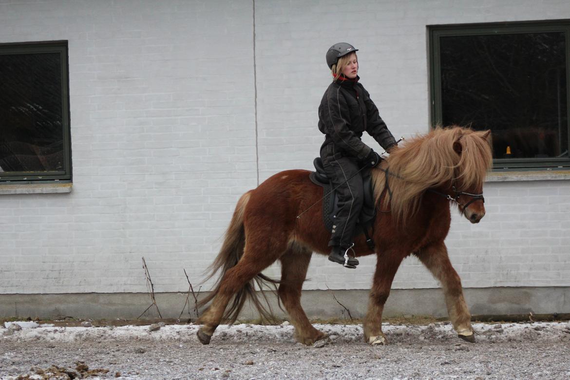 Islænder Halli langtved billede 4