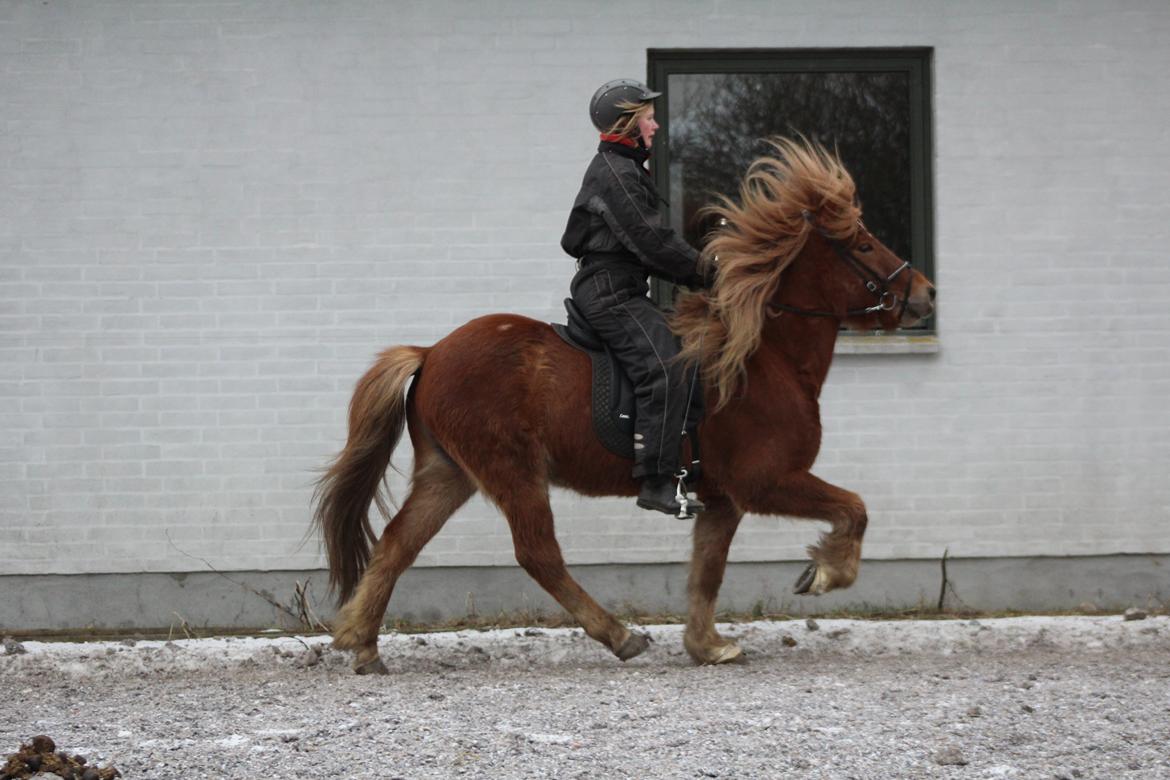 Islænder Halli langtved billede 5