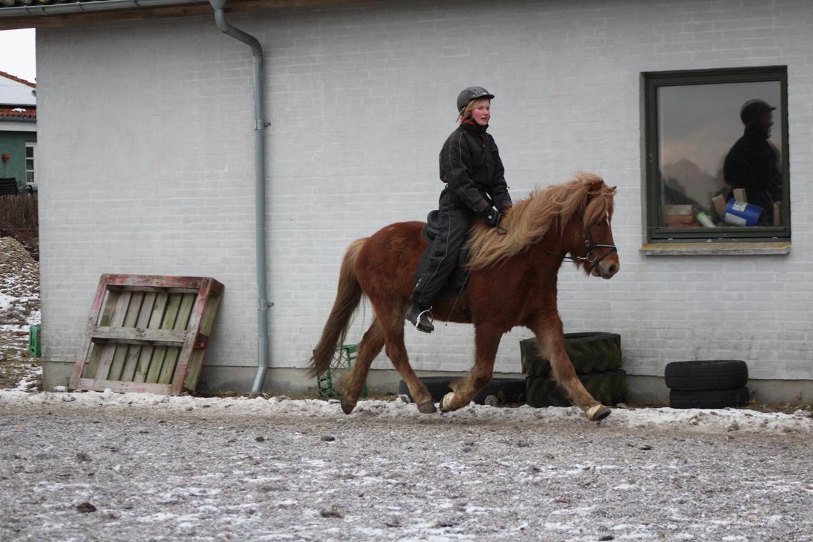 Islænder Halli langtved billede 6