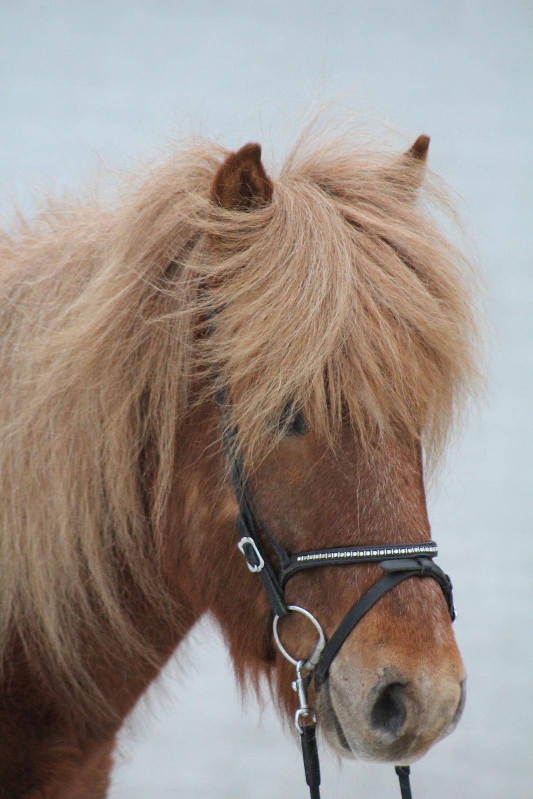 Islænder Halli langtved billede 7