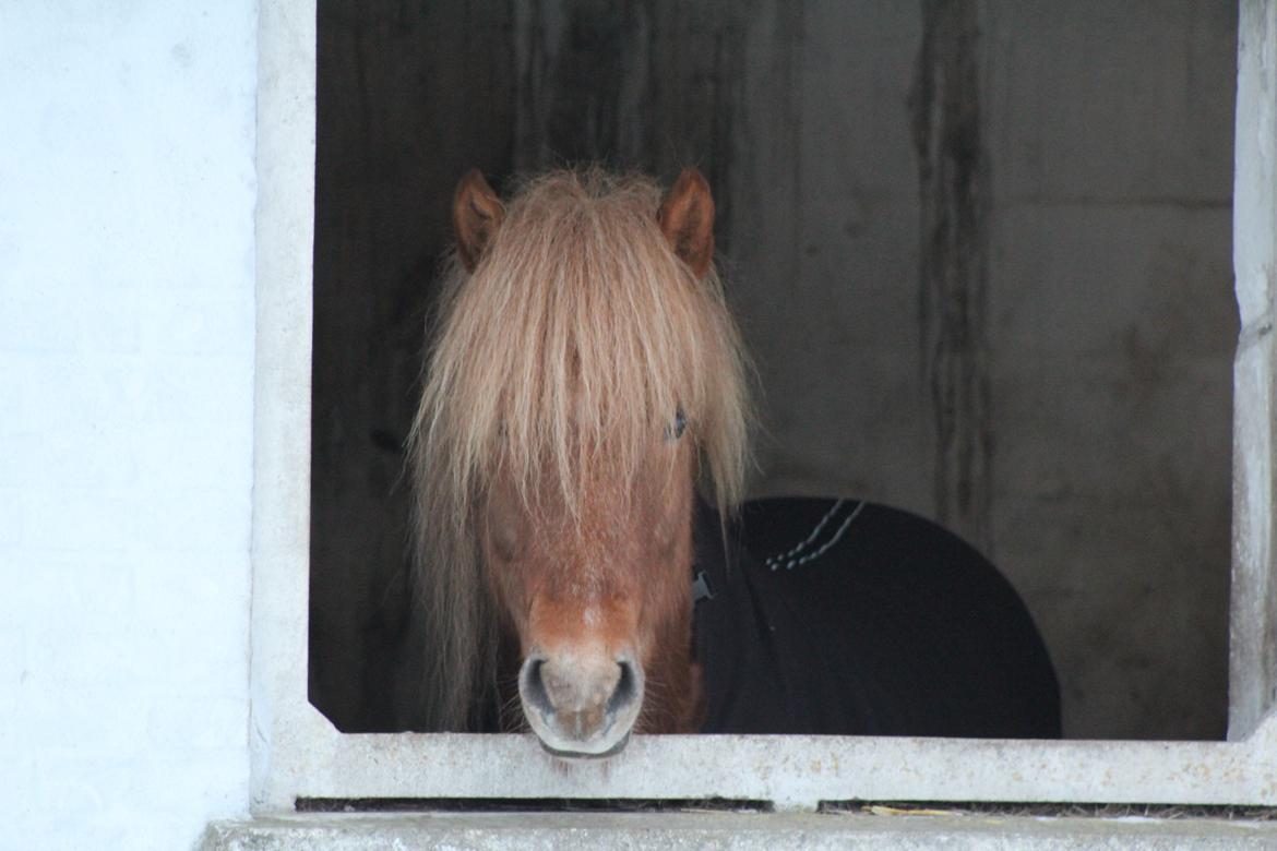Islænder Halli langtved billede 8