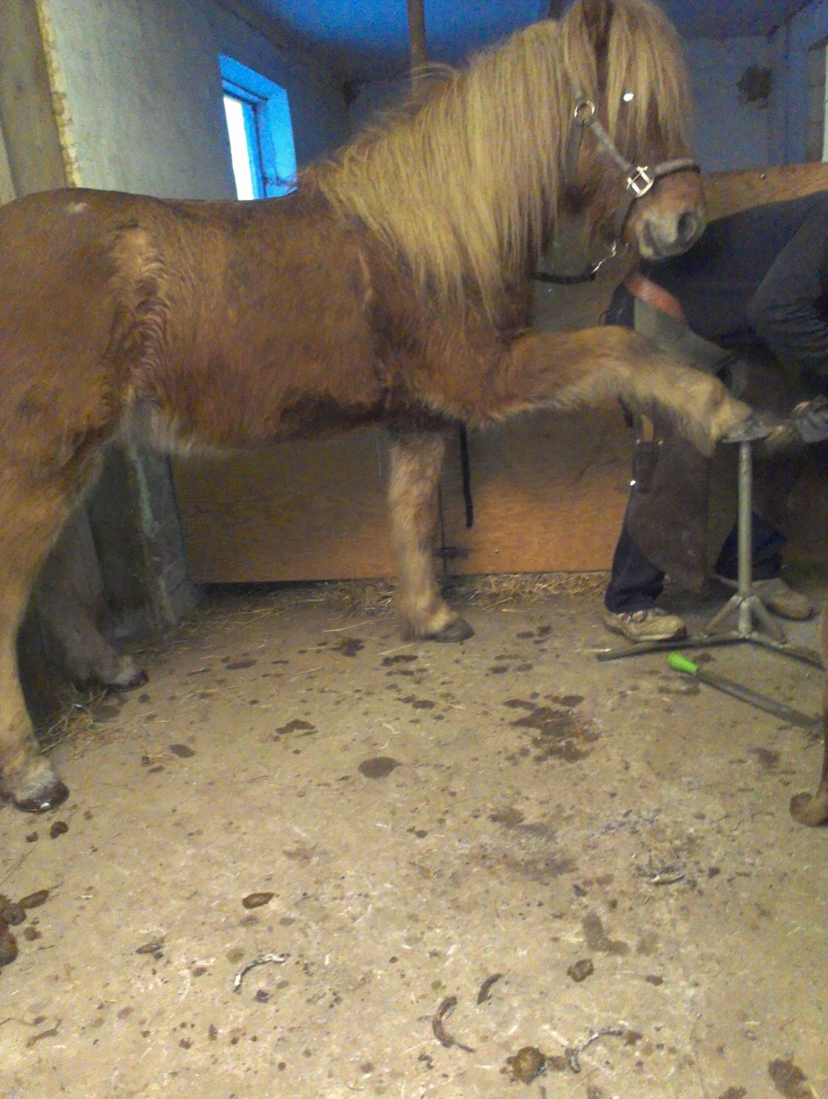 Islænder Halli langtved - Pedicure tid! billede 9