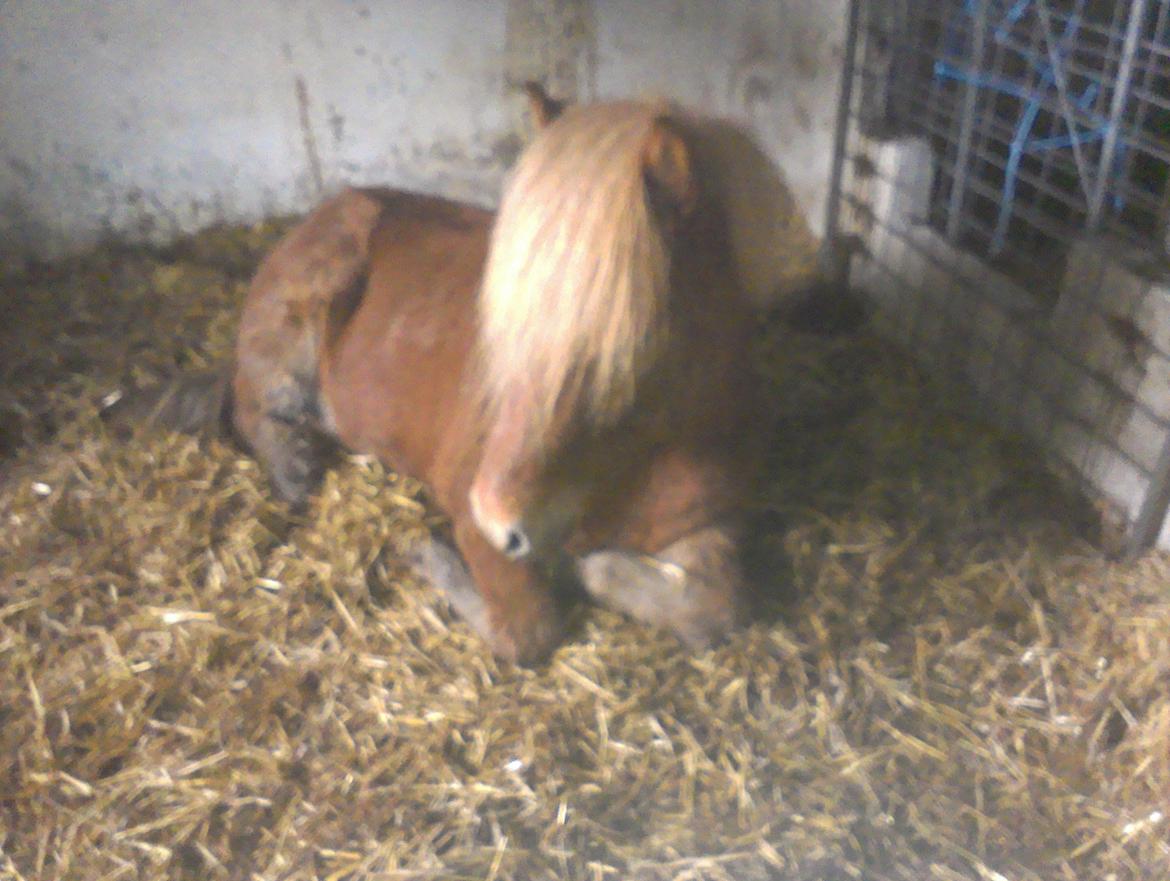 Islænder Halli langtved billede 10