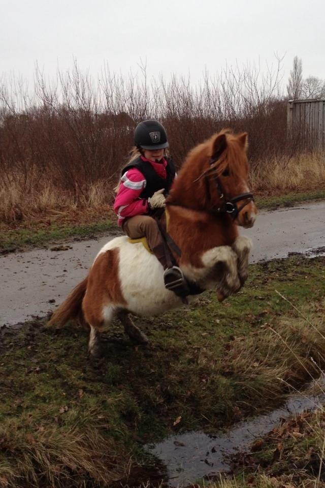 Anden særlig race Spirit [Solgt] - Mærkelige spir! billede 3