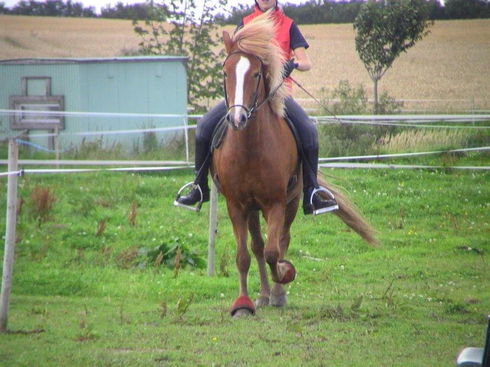 Islænder Fafnir fra Gadegård - Velkommen til Faffes profil! billede 1