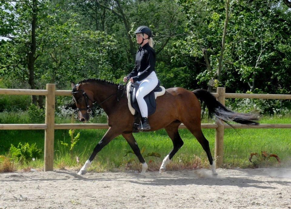 DSP Stidsbjergs Night Whisper billede 8