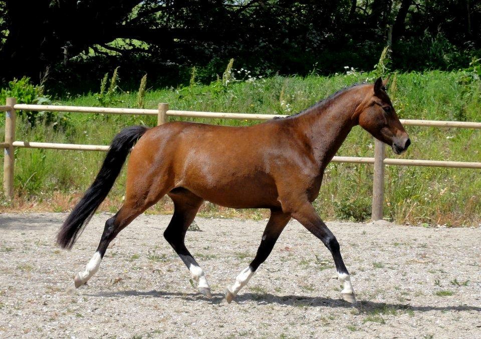 DSP Stidsbjergs Night Whisper billede 9