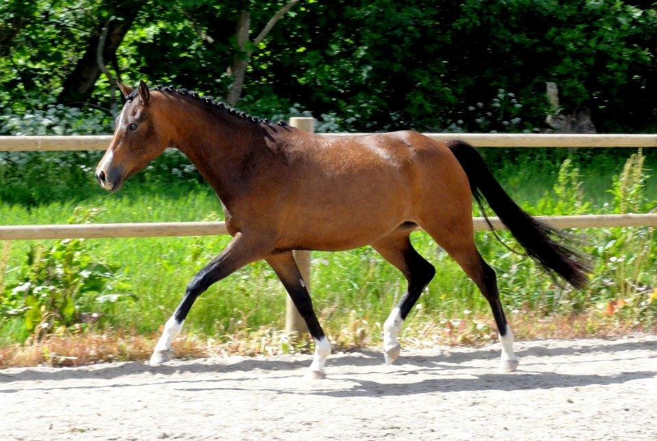 DSP Stidsbjergs Night Whisper billede 10