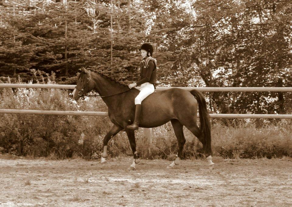 DSP Stidsbjergs Night Whisper billede 11