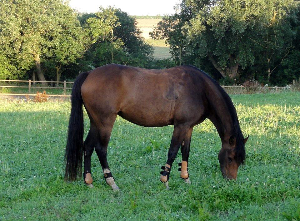 DSP Stidsbjergs Night Whisper billede 14