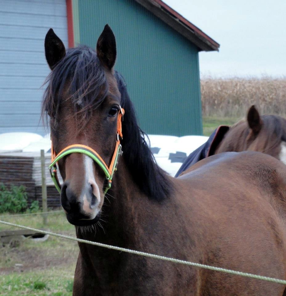 DSP Stidsbjergs Night Whisper billede 16