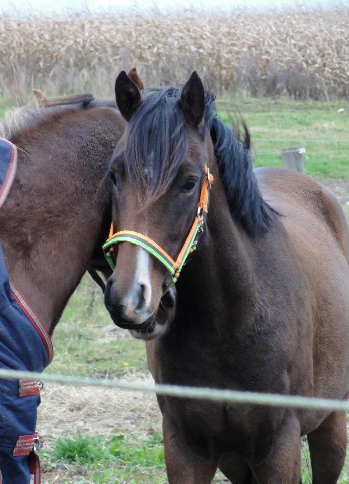 DSP Stidsbjergs Night Whisper billede 17