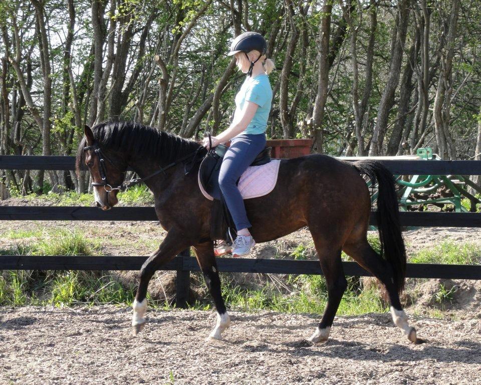 DSP Stidsbjergs Night Whisper - 1. gang med rytter på.
D. 1. maj 2012 billede 18